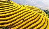 Khuyến mại tour du lịch Sapa